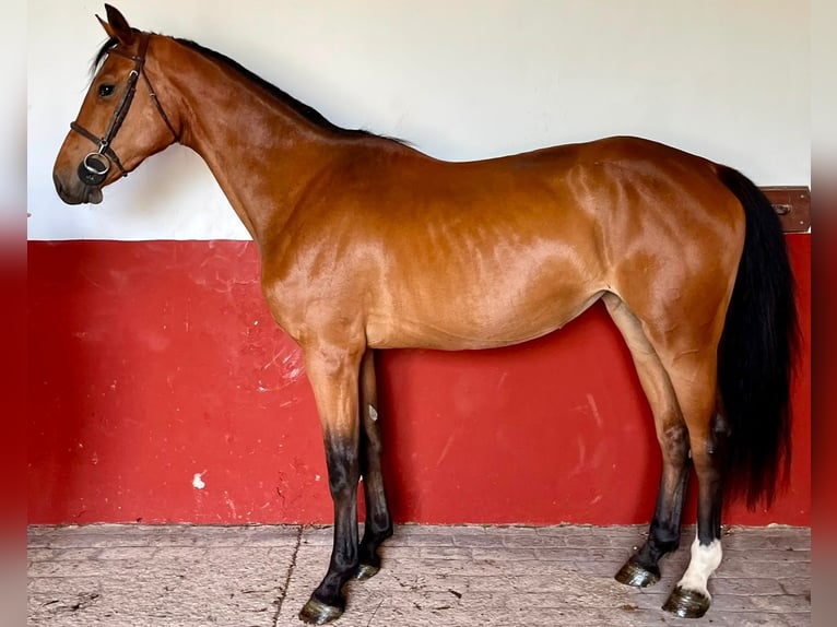 KWPN Ruin 3 Jaar 168 cm  in Jerez De La Frontera