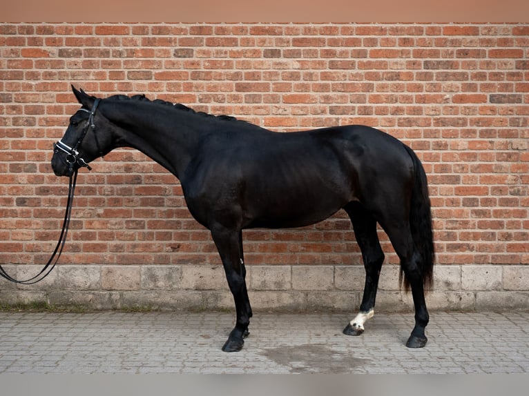 KWPN Ruin 3 Jaar 168 cm Zwart in Bruchsal