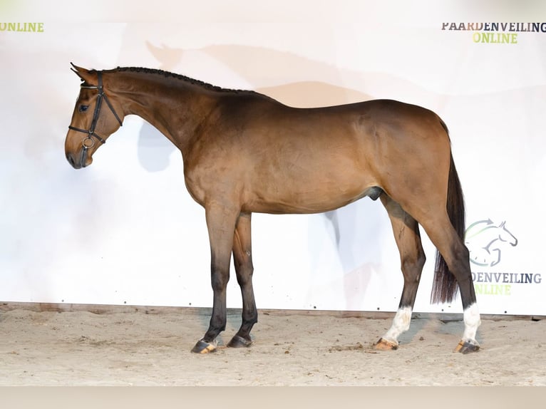 KWPN Ruin 3 Jaar 169 cm Bruin in Heerde