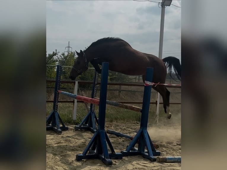 KWPN Ruin 3 Jaar 169 cm Bruin in Murska Soboda