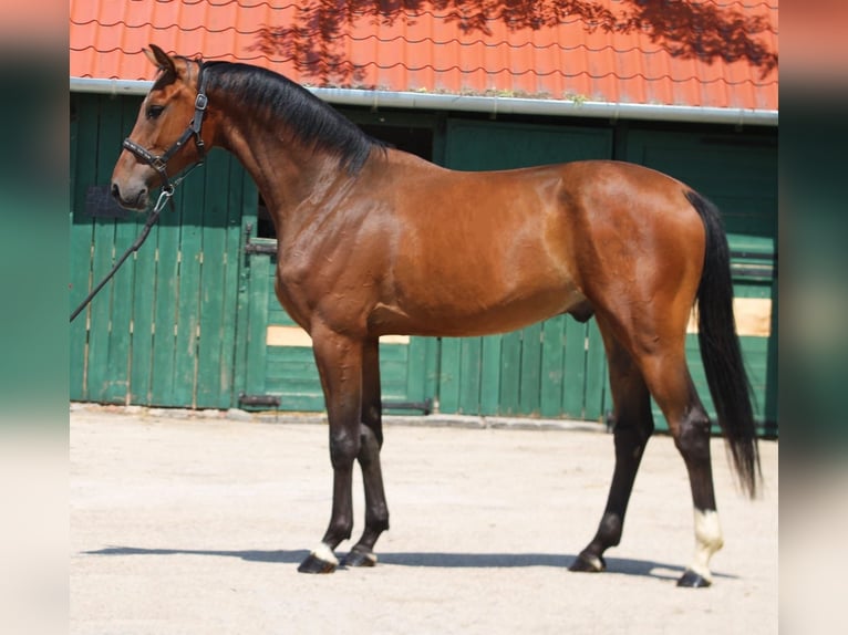 KWPN Ruin 3 Jaar 169 cm Bruin in Murska Soboda