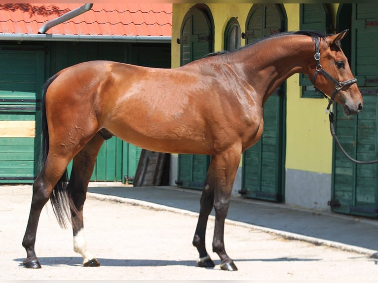 KWPN Ruin 3 Jaar 169 cm Bruin in Murska Soboda