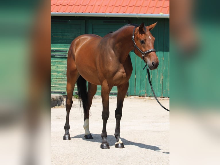 KWPN Ruin 3 Jaar 169 cm Bruin in Murska Soboda