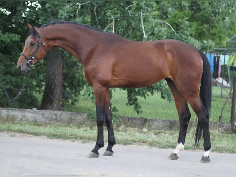 KWPN Ruin 3 Jaar 169 cm Bruin in Szarvas