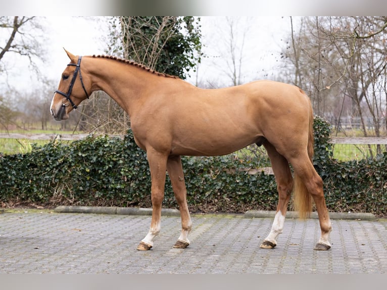 KWPN Ruin 3 Jaar 169 cm  in Heerde