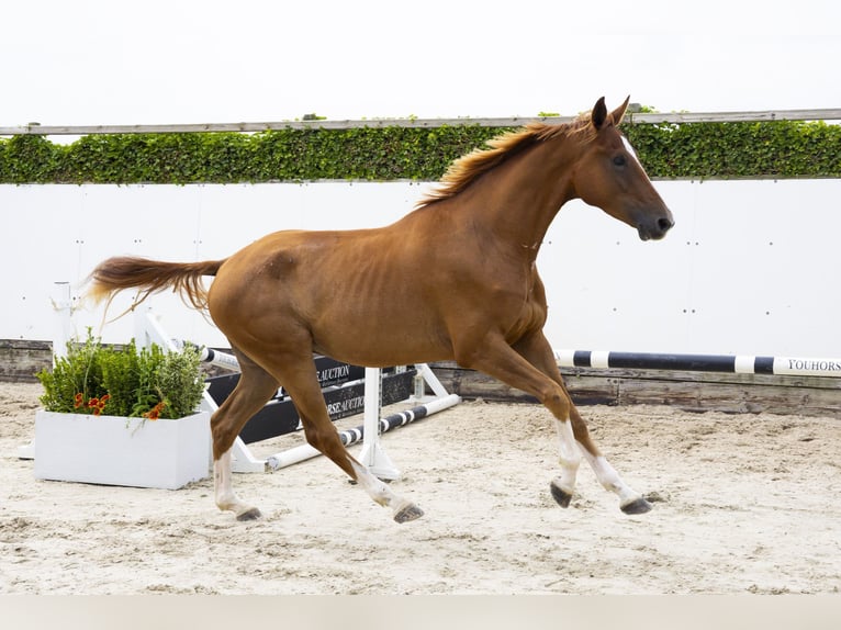 KWPN Ruin 3 Jaar 169 cm Vos in Waddinxveen