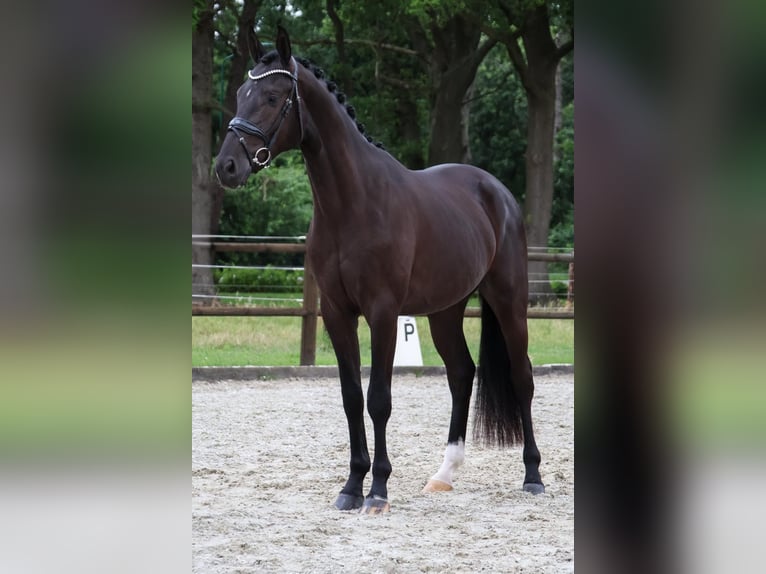KWPN Ruin 3 Jaar 169 cm Zwart in Loon op Zand