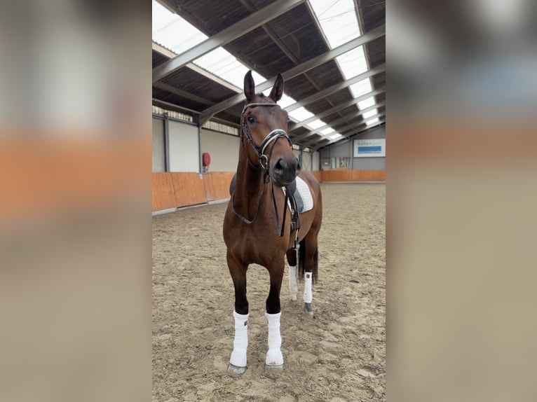 KWPN Ruin 3 Jaar 170 cm Bruin in Abcoude