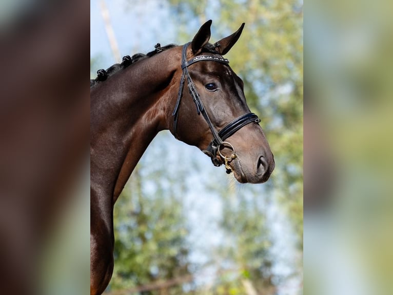 KWPN Ruin 3 Jaar 170 cm Donkerbruin in Groningen