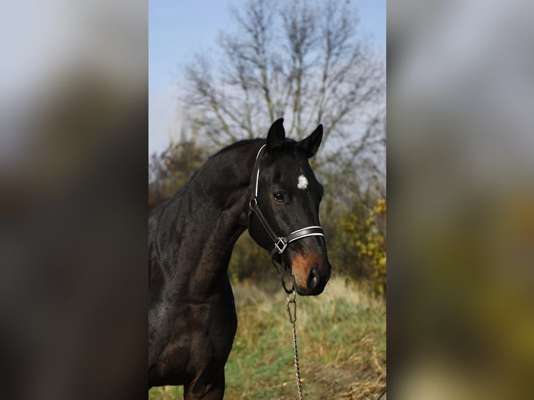 KWPN Ruin 3 Jaar 170 cm Donkerbruin in Gyula