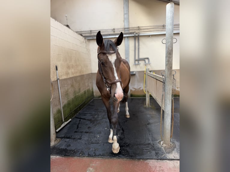 KWPN Ruin 3 Jaar 170 cm Donkerbruin in Westerlo