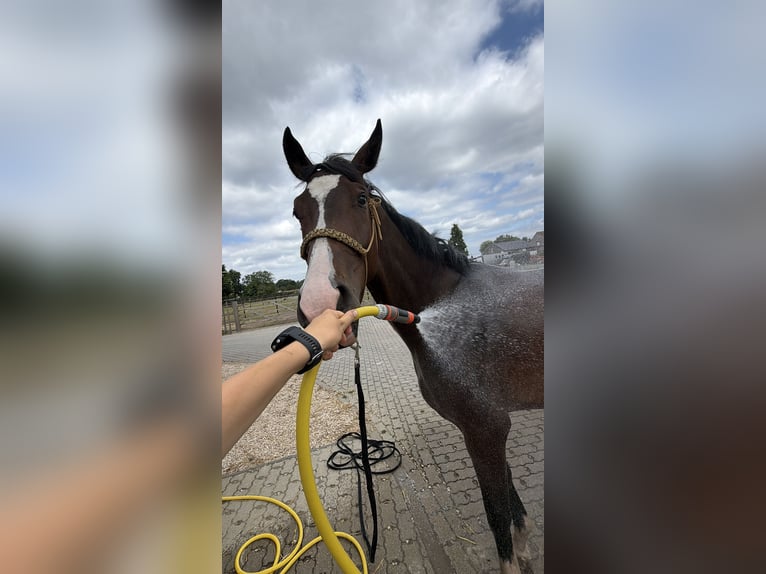 KWPN Ruin 3 Jaar 170 cm Donkerbruin in Westerlo