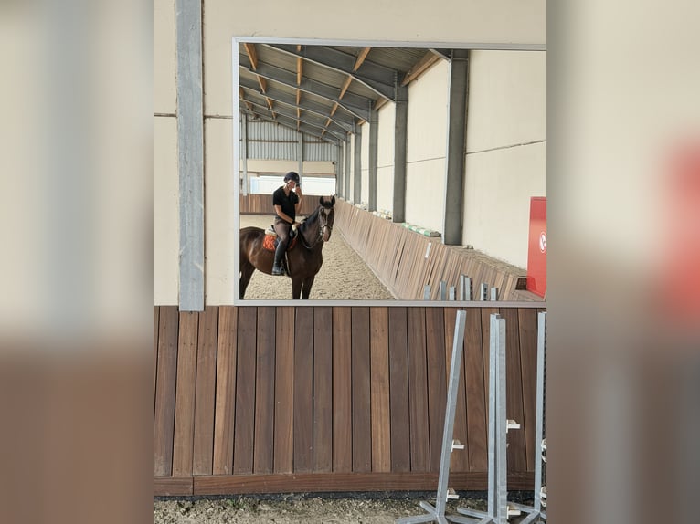 KWPN Ruin 3 Jaar 170 cm Donkerbruin in Westerlo