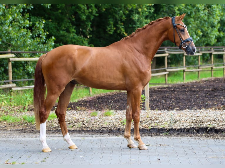 KWPN Ruin 3 Jaar 170 cm Vos in Lienen