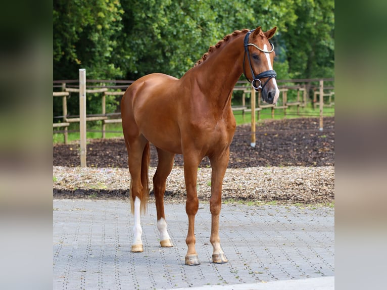 KWPN Ruin 3 Jaar 170 cm Vos in Lienen