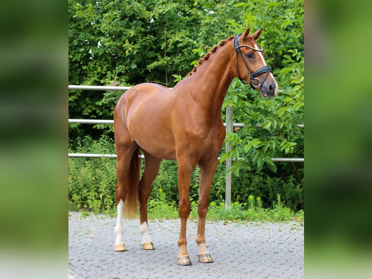 KWPN Ruin 3 Jaar 170 cm Vos in Lienen