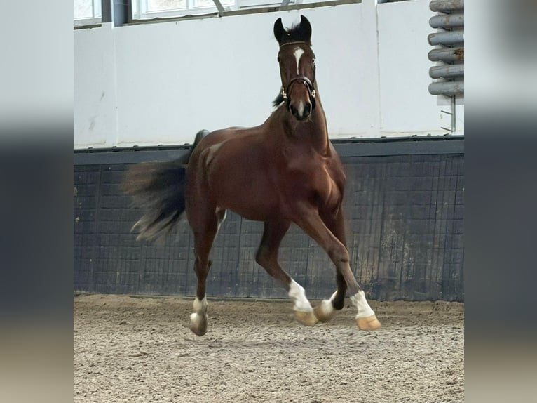 KWPN Ruin 3 Jaar 170 cm Vos in Someren