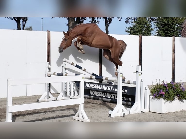 KWPN Ruin 3 Jaar 170 cm Vos in Waddinxveen