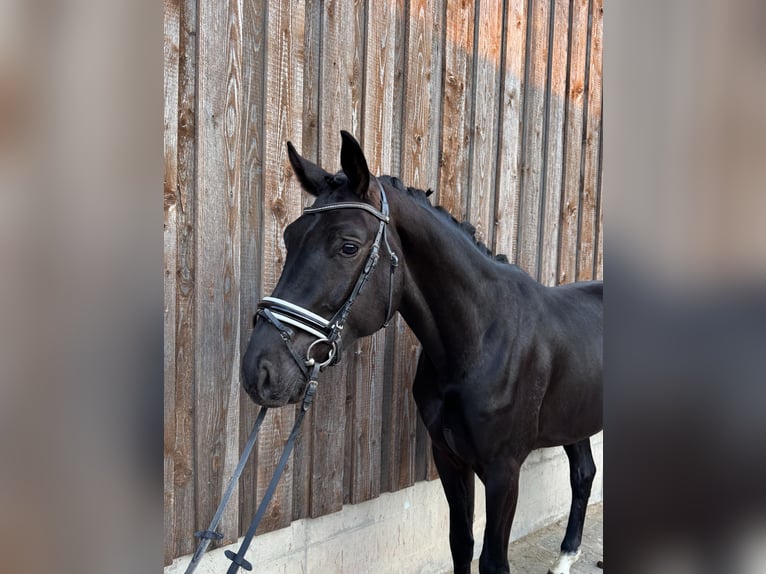 KWPN Ruin 3 Jaar 170 cm Zwart in Bruchsal