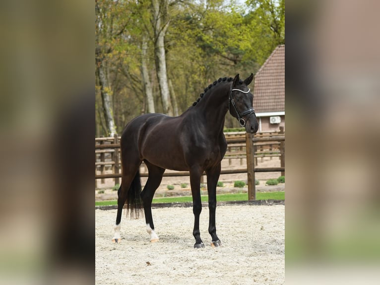 KWPN Ruin 3 Jaar 170 cm Zwart in Loon op Zand