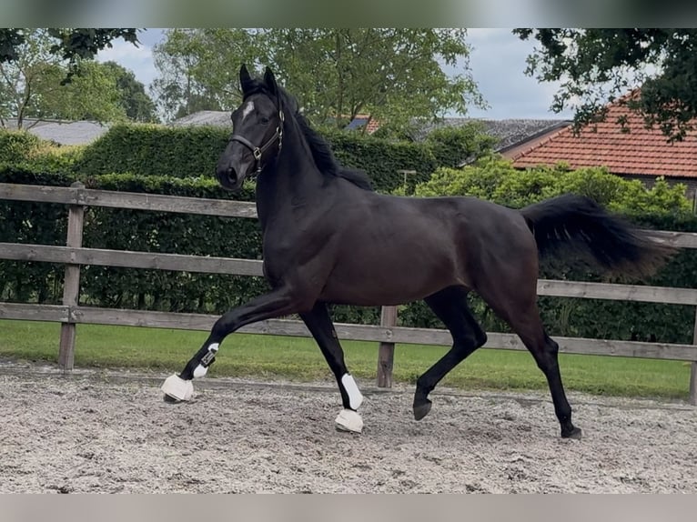 KWPN Ruin 3 Jaar 170 cm Zwart in Moergestel