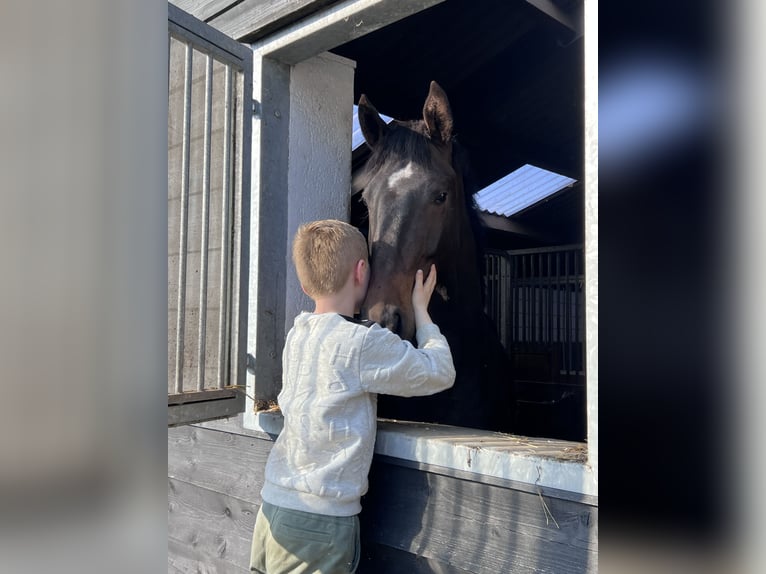 KWPN Ruin 3 Jaar 171 cm Donkerbruin in Mariahout