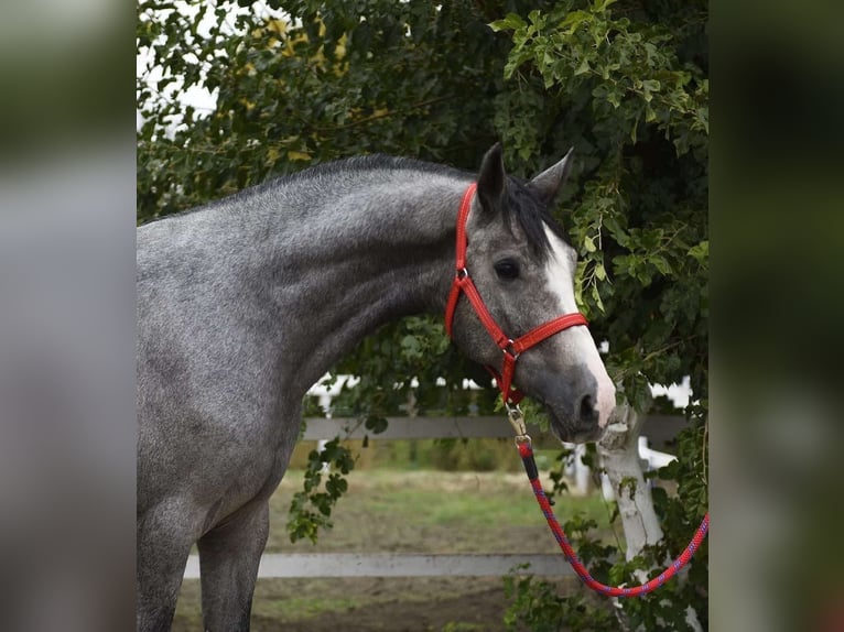 KWPN Ruin 3 Jaar 172 cm Appelschimmel in Besek