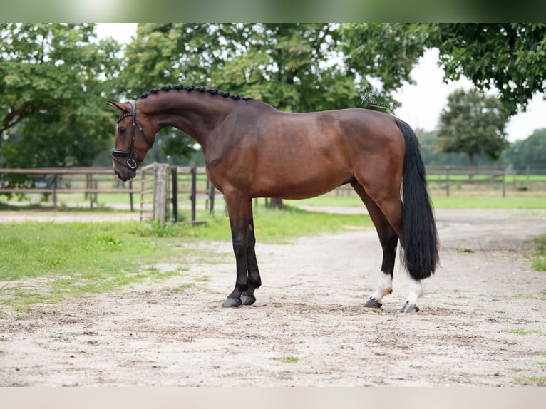 KWPN Ruin 3 Jaar 172 cm Bruin in Peer