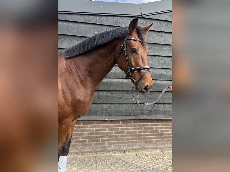 KWPN Ruin 3 Jaar 172 cm Bruin in Slootdorp