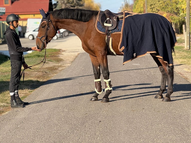 KWPN Ruin 3 Jaar 172 cm Bruin in &#xD6;cs&#xF6;d