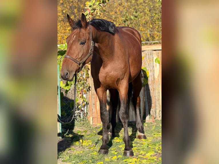 KWPN Ruin 3 Jaar 172 cm Bruin in &#xD6;cs&#xF6;d
