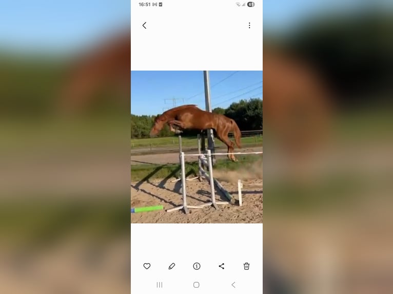 KWPN Ruin 3 Jaar 173 cm Donkere-vos in Hoge Hexel