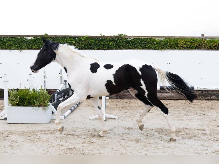 KWPN Ruin 3 Jaar 173 cm Gevlekt-paard in Waddinxveen KWPN Ruin 3 Jaar 173 cm Gevlekt-paard in Waddinxveen