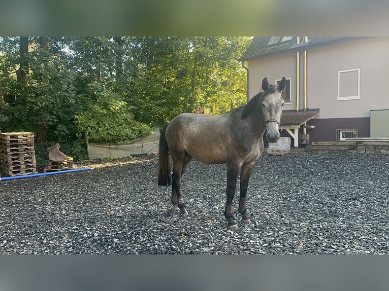 KWPN Ruin 3 Jaar 173 cm Schimmel in Ansbach