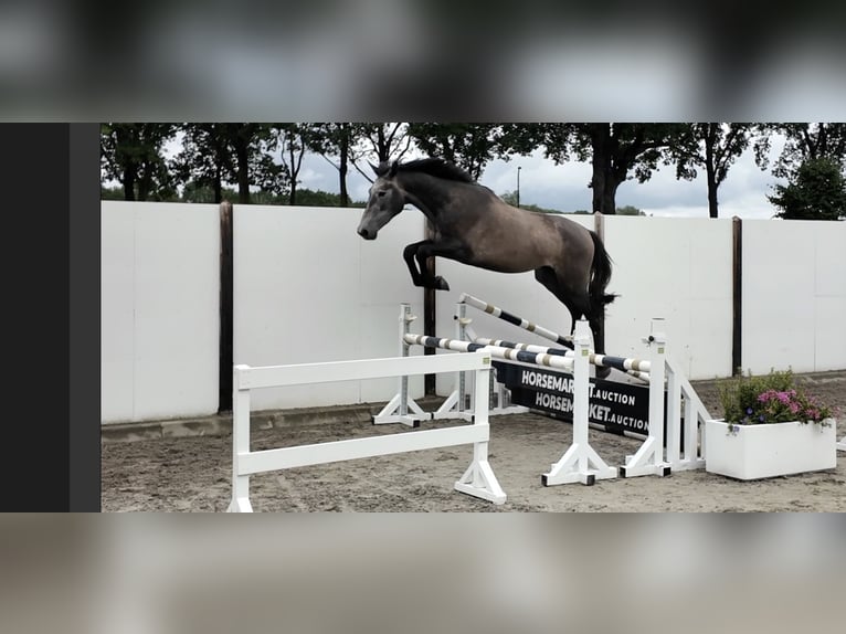 KWPN Ruin 3 Jaar 173 cm Schimmel in Ansbach
