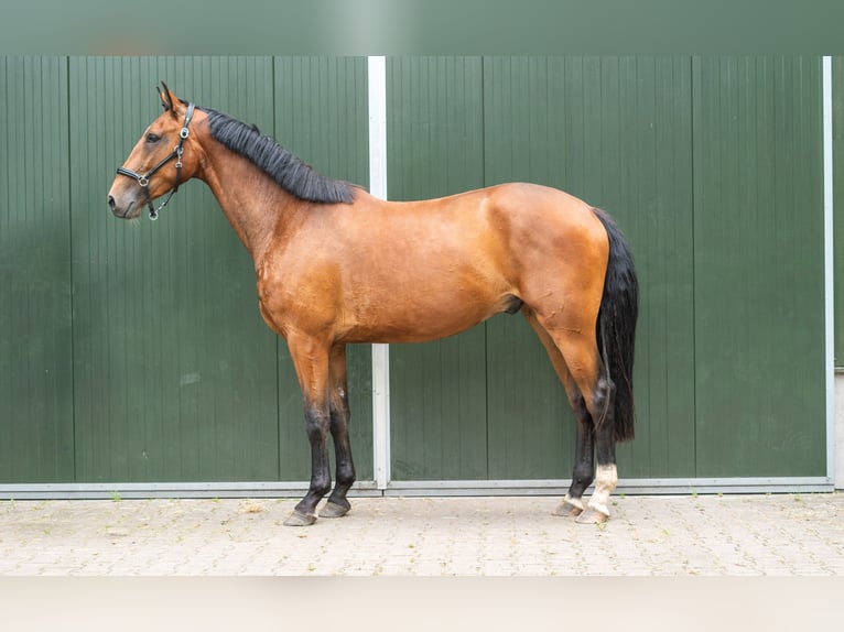 KWPN Ruin 3 Jaar 174 cm Bruin in De Lutte