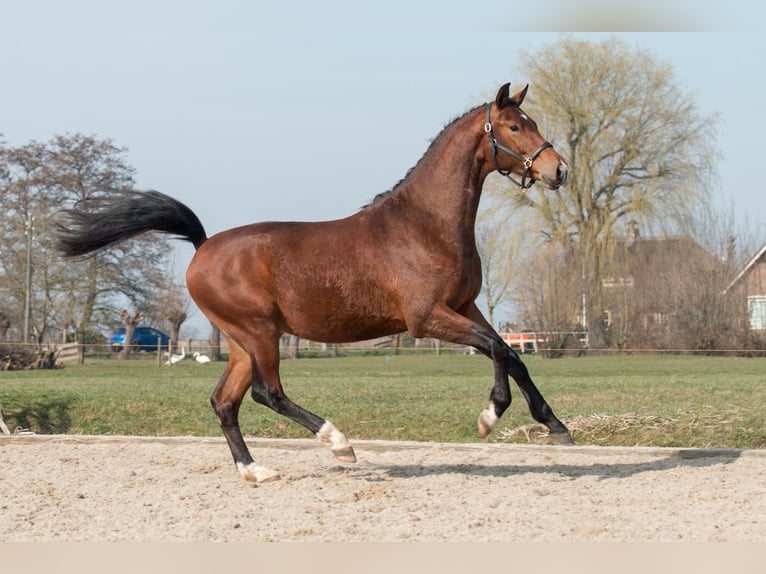 KWPN Ruin 3 Jaar 175 cm Donkerbruin in Driebruggen