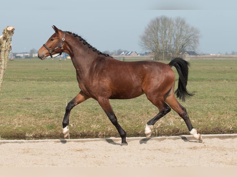 KWPN Ruin 3 Jaar 175 cm Donkerbruin in Driebruggen