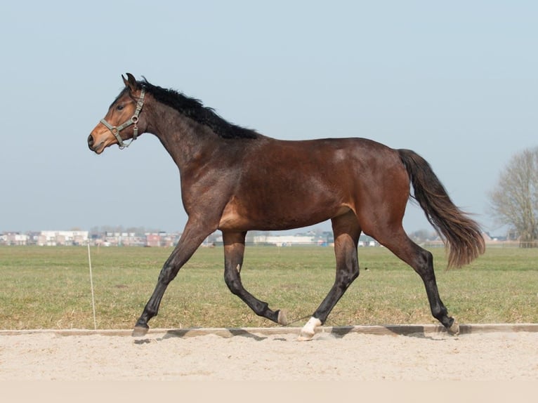 KWPN Ruin 3 Jaar 175 cm Donkerbruin in Driebruggen