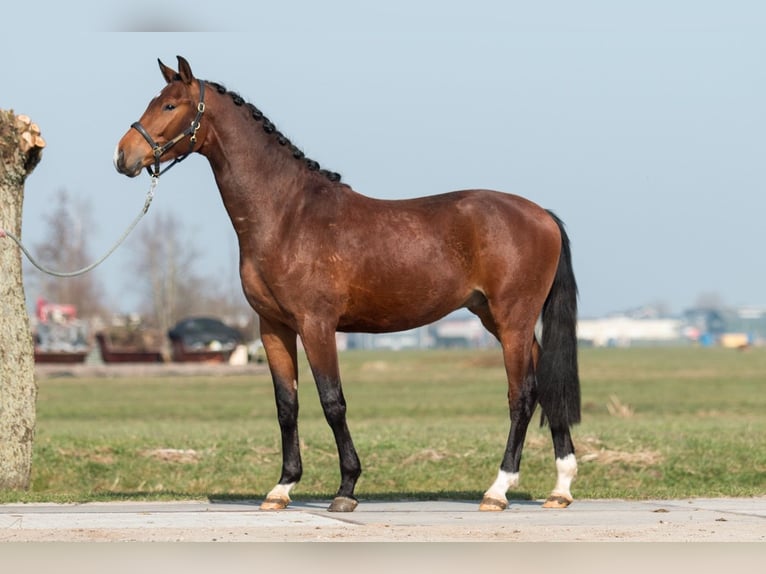 KWPN Ruin 3 Jaar 175 cm Donkerbruin in Driebruggen