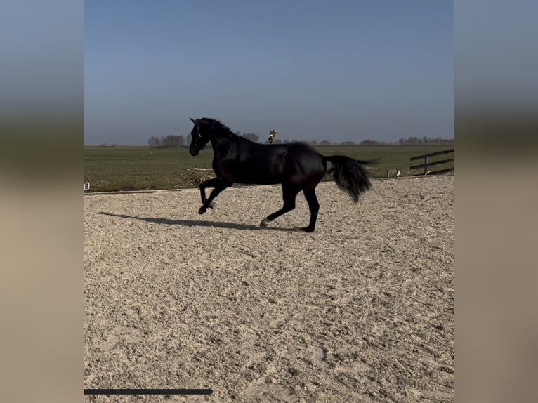 KWPN Ruin 3 Jaar 175 cm Donkerbruin in Driebruggen
