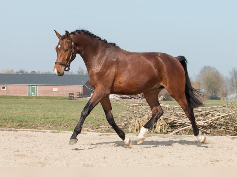 KWPN Ruin 3 Jaar 175 cm Donkerbruin in Driebruggen