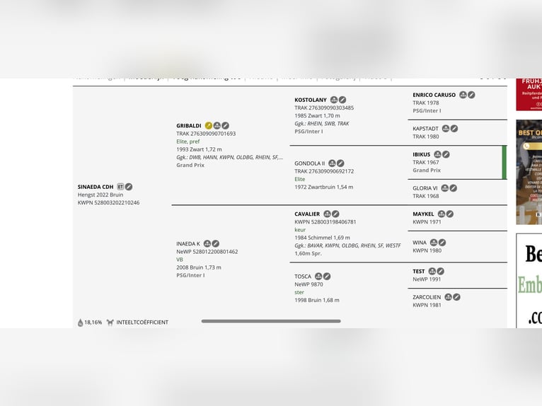 KWPN Ruin 3 Jaar 175 cm Donkerbruin in Driebruggen