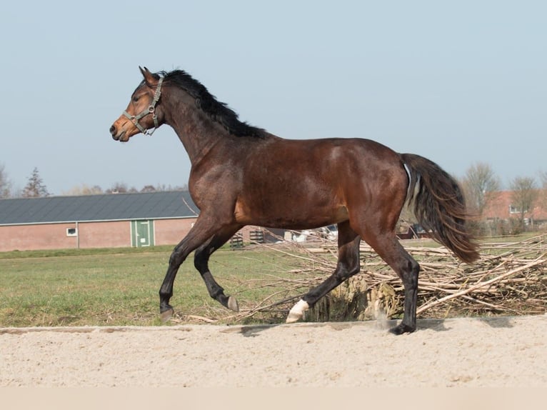 KWPN Ruin 3 Jaar 175 cm Donkerbruin in Driebruggen