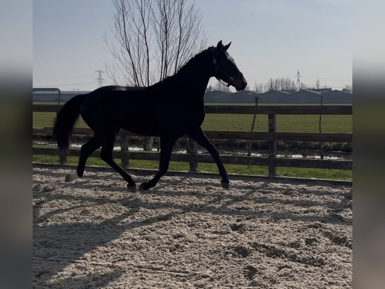 KWPN Ruin 3 Jaar 175 cm Donkerbruin in Driebruggen