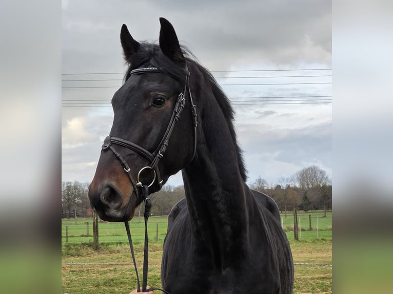 KWPN Ruin 3 Jaar 175 cm Zwartbruin in Wachtendonk