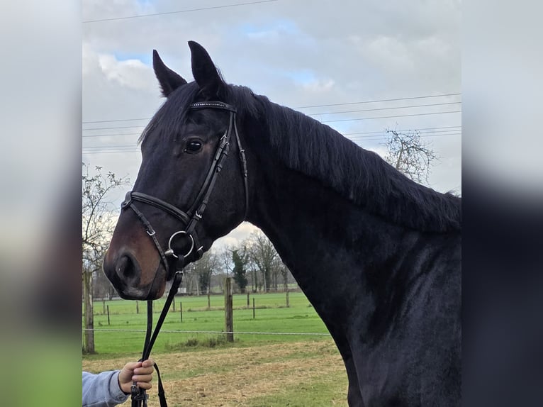KWPN Ruin 3 Jaar 175 cm Zwartbruin in Wachtendonk