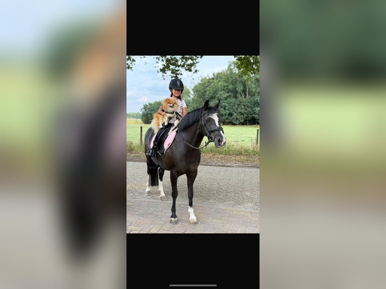 KWPN Ruin 3 Jaar Bruin in Augustinusga