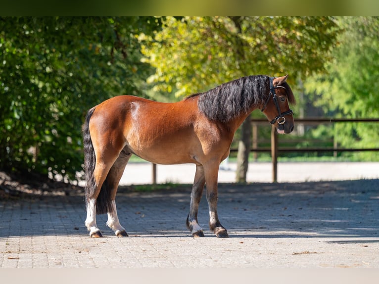 KWPN Ruin 4 Jaar 121 cm Bruin in Kaulille