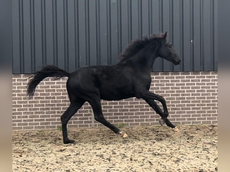 KWPN Ruin 4 Jaar 155 cm Zwart in Venray
